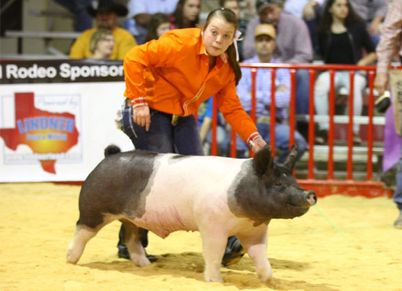 13 2nd Place Dark Cross San Antonio Livestock Show