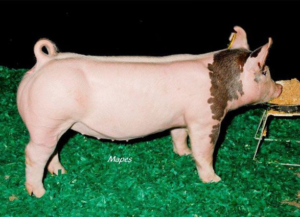 13 CHampion Light Cross Gilt Fall Classic