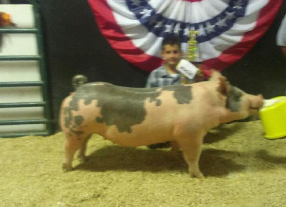 S&K Showpigs Champion