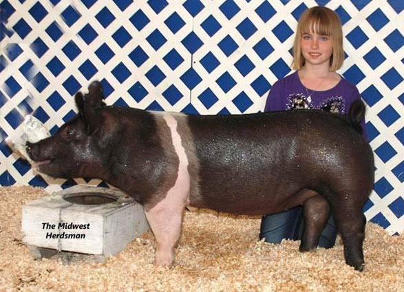 S&K Showpigs Champion