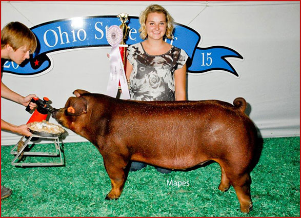 Reserve Champion Gilt 2015 OYE