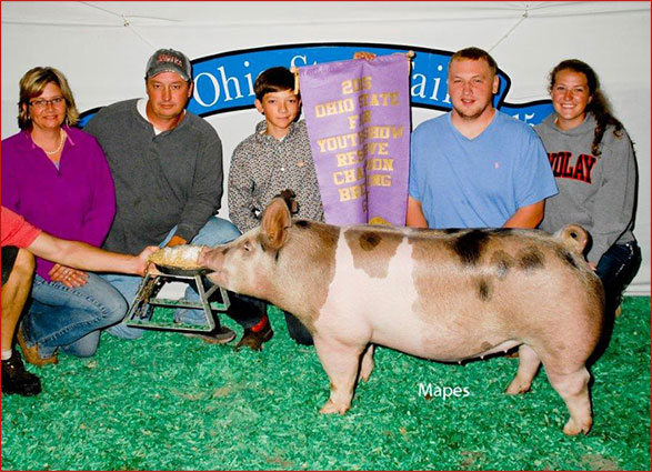 Reserve Champion Gilt 2015 OYE